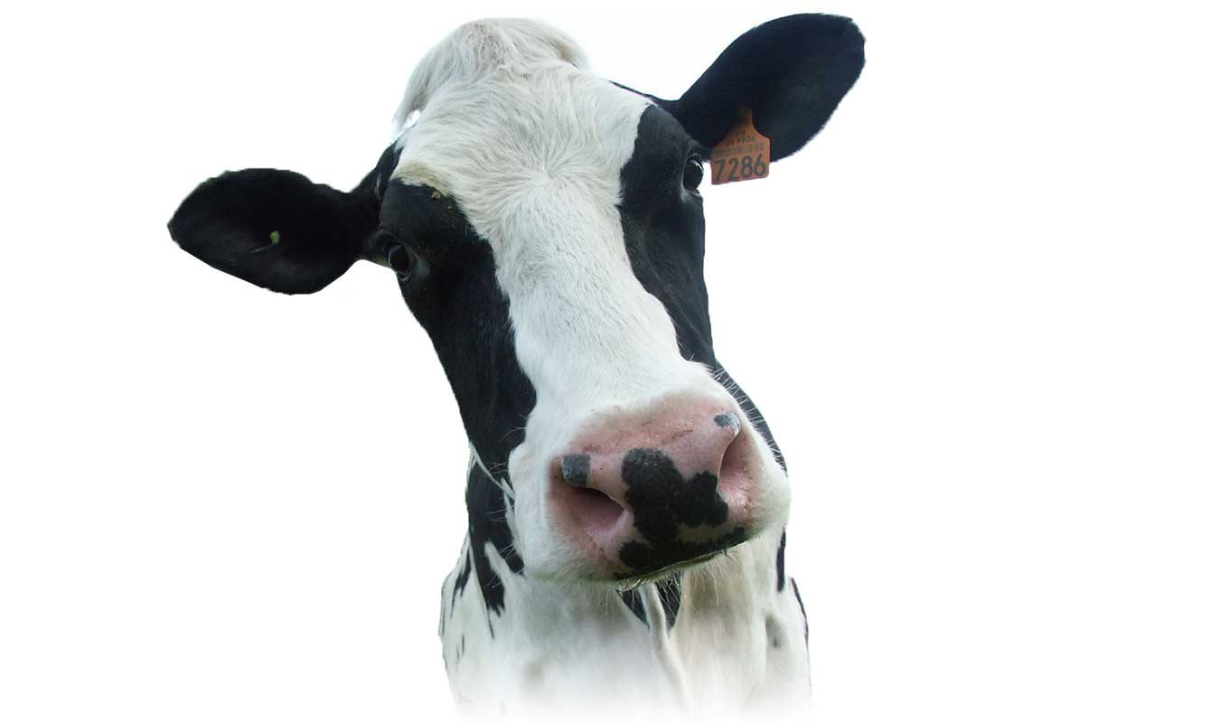 Geconjugeerd-linolzuur-(CLA)-herkauwers-koe-vlees-kaas-zuivelproducten