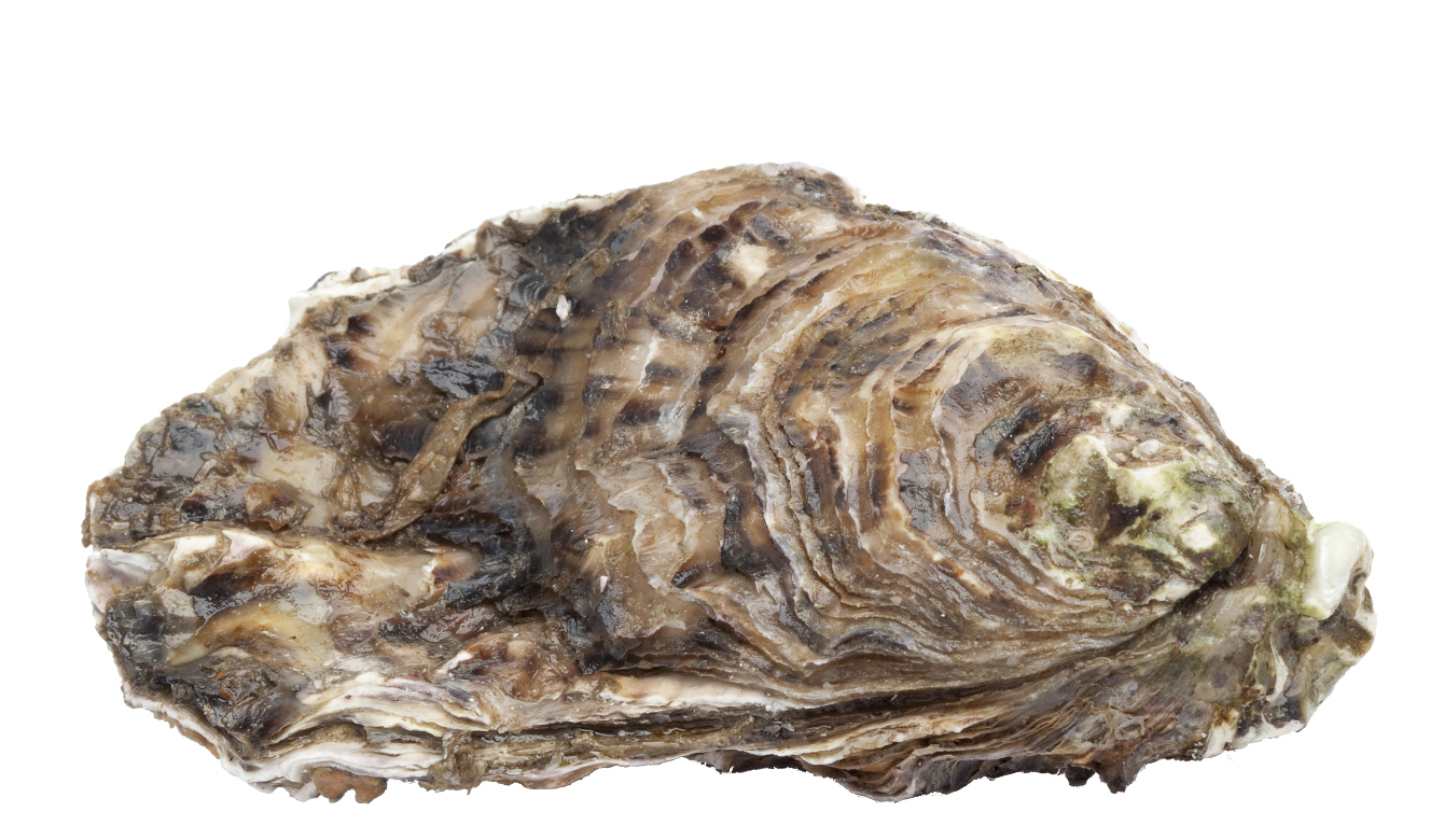 Calcium uit oesterschelpen