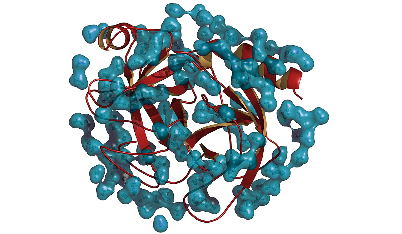 Enzymen - Spijsverteringsenzym molecule (menselijk)