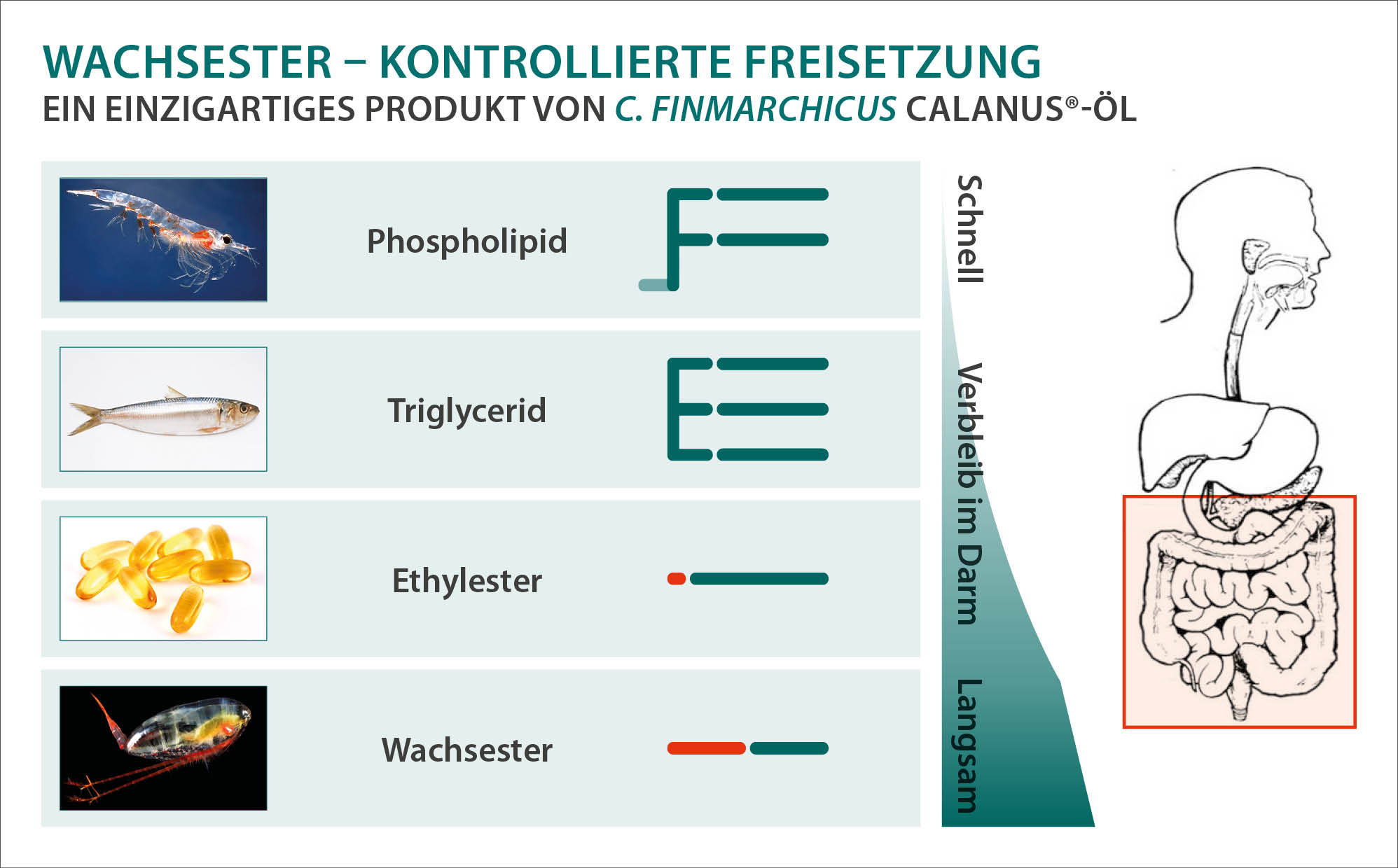 NourSea Calanus® omega 3 wax esters Springfield Nutraceuticals