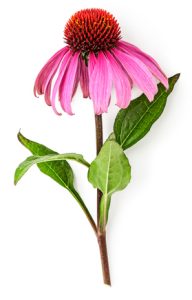 Echinacea plant